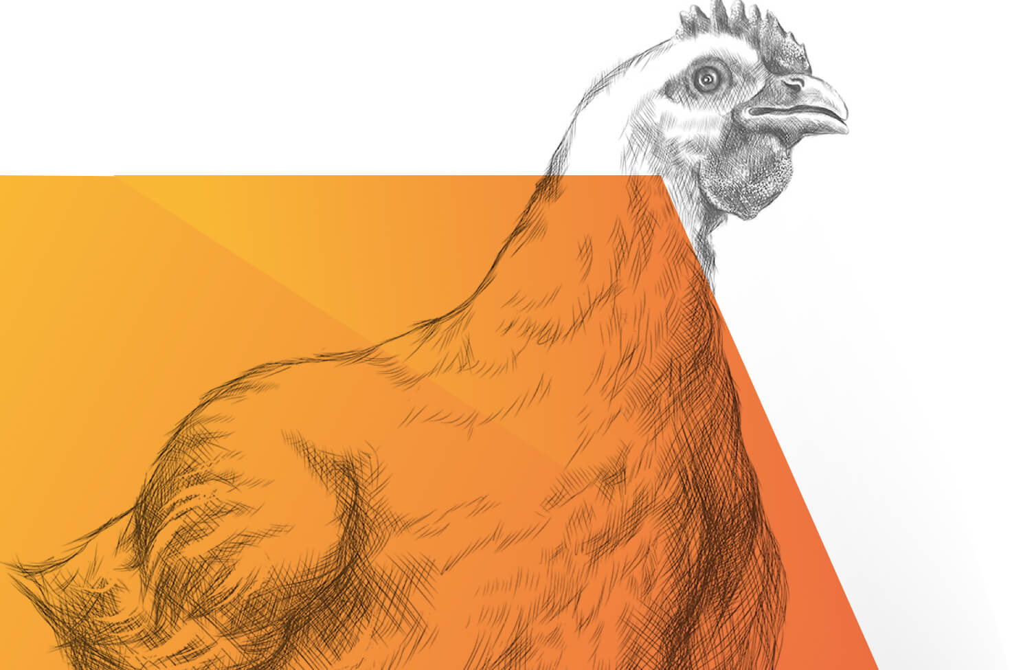 Ein schwarz-weiß gezeichnetes Huhn, das im Vordergrund teilweise mit einer orangenen, halbtransparenten Farbfläche bedeckt ist.